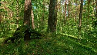 Birdsong in the Forest  Relaxation amp Stress Relief Nature Ambience [upl. by Herates]