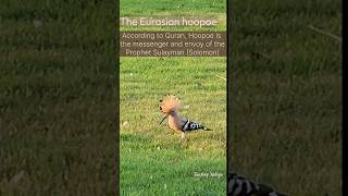 The Eurasian hoopoe Upupa epops [upl. by Kcirdez361]