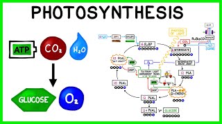 Photosynthesis The Light Reactions and The Calvin Cycle [upl. by Jp301]