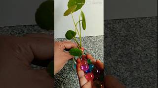 DIY Decor Plant Ideas shortvideo [upl. by Calore]