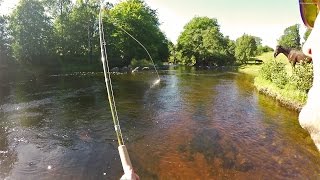 Moments from the Mörrum river 2016 PART 2 Fly fishing salmon amp sea trout [upl. by Onibla]