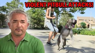 Pitbull’s Aggression Leads To Veterinarian Visit  Cesar 911 Season 2 Ep 12 [upl. by Suidualc]