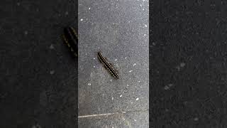 Namamasyal lang siyashortsvideo insects cuteanimal walkthrough nicevideo everyone [upl. by Esoj]