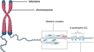 Telomere and Telomerase [upl. by Asoramla]