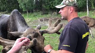 Moose safari i Sweden Gårdsjö älgpark [upl. by Binni]