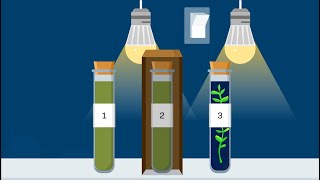 Simulation Video Walkthrough  Photosynthesis and Cellular Respiration [upl. by Oal]