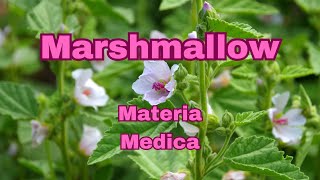 Materia Medica of Marshmallow [upl. by Andriana]