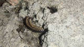 Greenhouse mating millipede [upl. by Ariet]