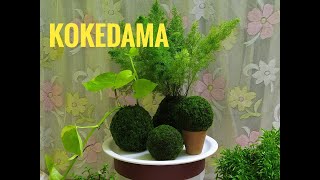 How to Make Kokedama  DIY Moss Ball Planter  Moss Ball Tutorial kokedama mossball [upl. by Box852]