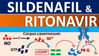 Sildenafil and Ritonavir interaction [upl. by Nnyltiac]