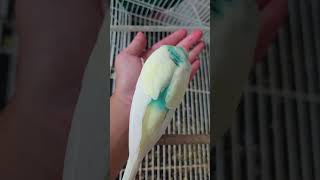 Birdy eating from my hand [upl. by Ariayek]