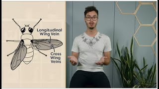 Module 0405 Insect Wing Structure  entomology lectures  notes  entomological hub  entomology [upl. by Glenda]