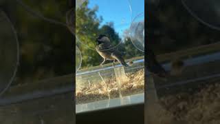 Chickadee at the Feeder in Slow Motion [upl. by Hauhsoj]