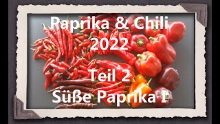 Paprika amp Chili 2022 Teil 2  Süße Paprika I [upl. by Annaehs]