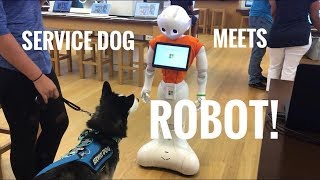 SERVICE DOG MEETS ROBOT [upl. by Amzu]