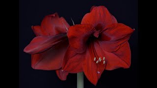 Growing Amaryllis Flowers Must To Know Tip [upl. by Eikcor]