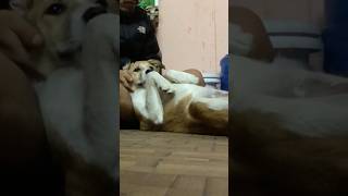 massage time  my dog lili doglover cutedogs animallover [upl. by Adaliah]