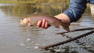 Autumn  Winter Trout Fishing Techniques on Haywards Farm Lake [upl. by Ahcurb]