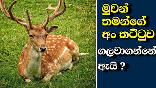 සොබාදහමේ අපූරු ක්‍රියාවලියකින් වන මුවන්ගේ අං වැටීම  Falling of deer antlers [upl. by Hulbert557]