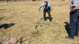 Brian Barczyk behind the scenes Handling a Snouted cobra [upl. by Balbur]