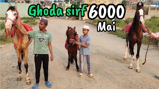 sabse saste ghode in Hyderabad  horse in Hyderabad bandlaguda  poni horse in hyd [upl. by Middleton]