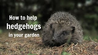 The Wildlife Garden Project  How to help hedgehogs in your garden [upl. by Dru]