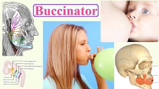 buccinator [upl. by Dennard363]