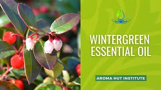 Discover Wintergreen Essential Oils Darkest Secret [upl. by Jaylene]