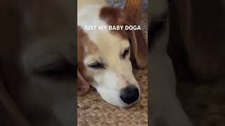 memes dog funny thatjustmybabydog [upl. by Chemaram]