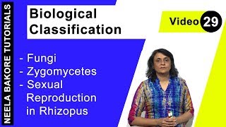 Biological Classification  NEET  Fungi  Zygomycetes  Sexual Reproduction in Rhizopus  Dr Neela [upl. by Ymar]