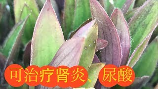 【水龟草】有高血压，尿酸，肾脏问题的人一定要看。Benefits of Zebrine Pendula [upl. by Debarath506]