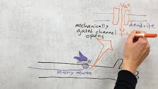 Introduction to somatosensory system [upl. by Atsillac207]