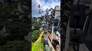 How is pigeon farming done shorts animals [upl. by Inilam786]