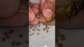 Auratus cichlid fish give birth to their babies with eggs 🐳❤️ fish dolphin fishvideo [upl. by Liahcim]