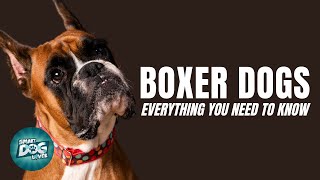 Boxer Dogs 101 Everything You Need to Know [upl. by Enaxor]