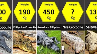 Size Comparison Crocodilians Crocodiles Alligators Caimans Gharial [upl. by Douville]