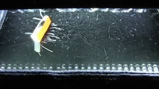 Fiestaware U238 in the Cloud chamber 1080p [upl. by Tnomel]