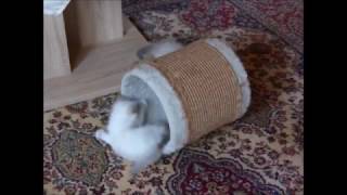 süße Katzenbabys beim spielen cats catsoftwitter nice crazy katzenbaby katzenvideo [upl. by Brost]