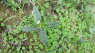 Environmental Experiencefalse daisyEclipta prostratabhringraj medicinal plant [upl. by Torto]