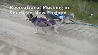 Training Sled Dog Commands while Walking Your Dogs Mushachusetts Episode 1 [upl. by Carnahan666]