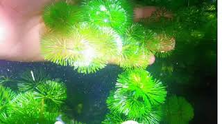 Cabomba Green Aquatic Plants  Strategies on how to grow more [upl. by Wills]