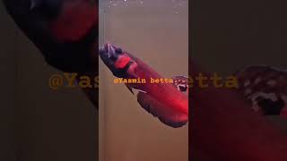 Rare wild betta Macrostoma [upl. by Steady]