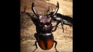 Hexarthrius parryi paradoxus  Stag Beetle  Hirschkäfer [upl. by Parish]