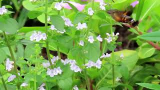 ホウジャク 蜂雀hummingbird hawkmoth Macroglossum [upl. by Cyndie850]