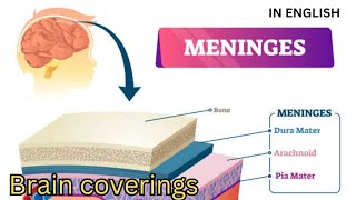 what are meninges  Brain coverings  dura mater  arachnoid mater  pia mater [upl. by Vachill852]