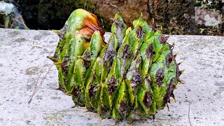 Bunya Bunya Cone Araucaria bidwillii Harvesting in Mountain Stream [upl. by Heather]