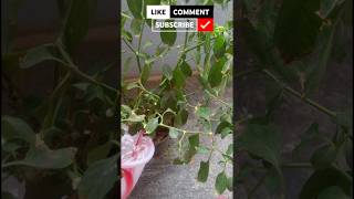 Chilli plants care tips 🌿shortsgardening TGMGardening [upl. by Elokkin]