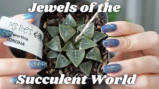 Haworthia Collection Video  8 Haworthia Hybrids  Window Haworthia Care Tips [upl. by Salim]