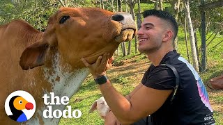 Dodo Producer Goes To Colombia To Meet A Very Special Cow In Person  The Dodo [upl. by Lahcar]