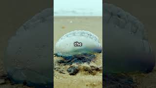 5 Shocking Facts About the Portuguese Man O War 2024 10 20 2 [upl. by Adolf]